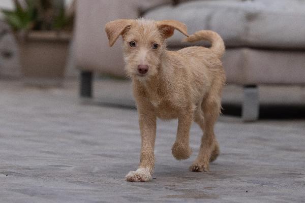Zizou Meraviglioso Cucciolo Tg Medio Piccola Foto 5
