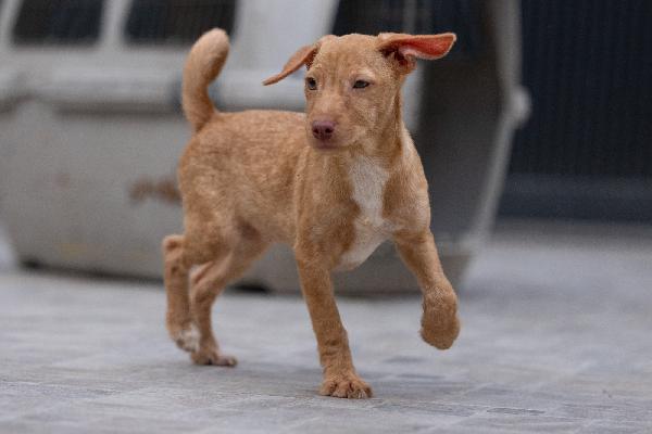 Zargo Stupendo Cucciolo Tg Medio Piccola 