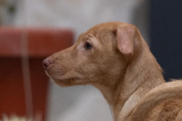 Zargo Stupendo Cucciolo Tg Medio Piccola  Foto 2