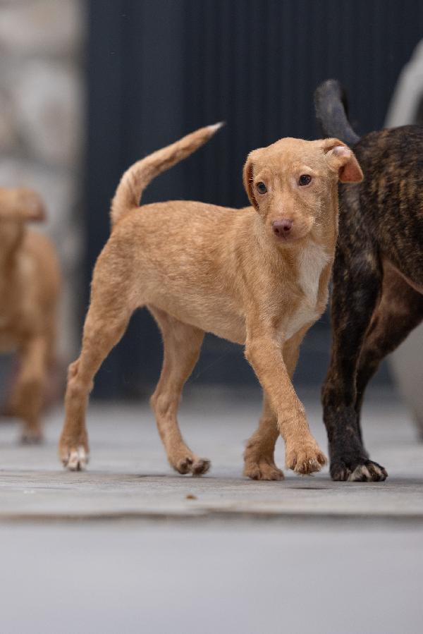 Zargo Stupendo Cucciolo Tg Medio Piccola  Foto 3