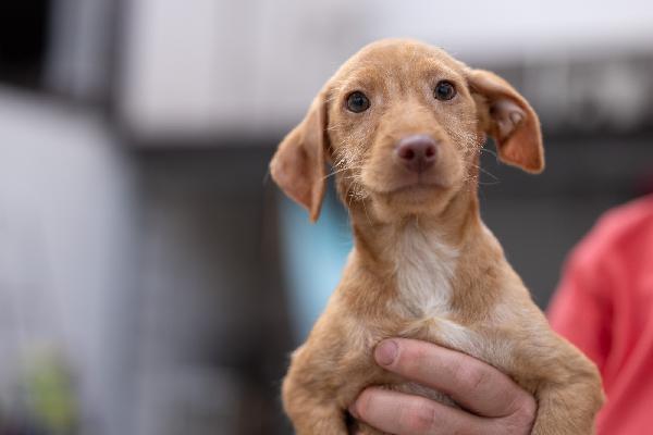 Zargo Stupendo Cucciolo Tg Medio Piccola  Foto 4