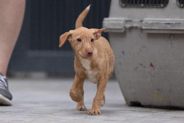 Zargo Stupendo Cucciolo Tg Medio Piccola  Foto 5