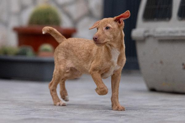 Zargo Stupendo Cucciolo Tg Medio Piccola  Foto 6