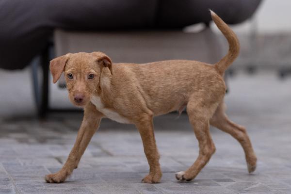 Zargo Stupendo Cucciolo Tg Medio Piccola  Foto 7