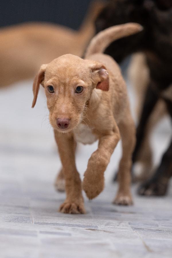 Zargo Stupendo Cucciolo Tg Medio Piccola  Foto 8