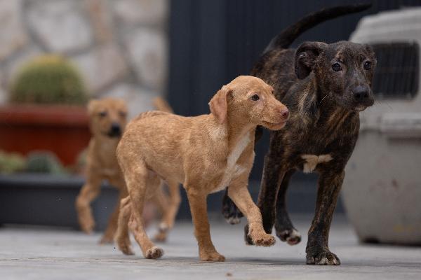 Zargo Stupendo Cucciolo Tg Medio Piccola  Foto 9