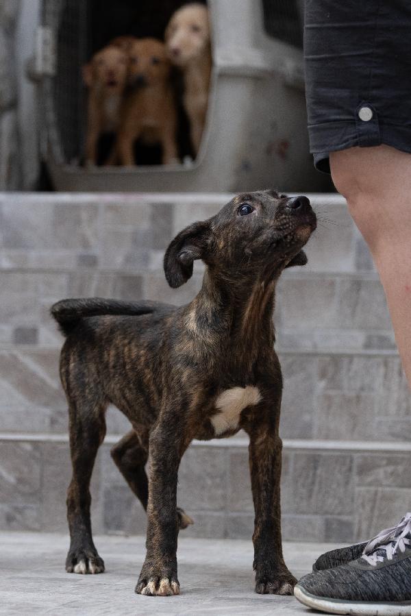 Zorro Meraviglioso Cucciolo Dal Manto Tigrato  Foto 8