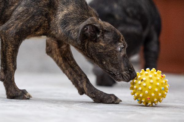 Zorro Meraviglioso Cucciolo Dal Manto Tigrato  Foto 9