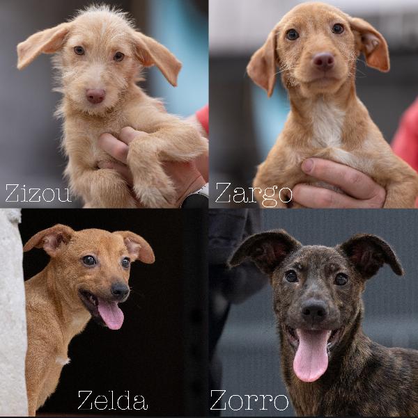Adorabili Cuccioli Tg Medio Piccola Cercano Famiglia