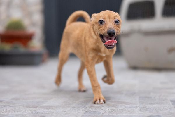 Adorabili Cuccioli Tg Medio Piccola Cercano Famiglia Foto 2