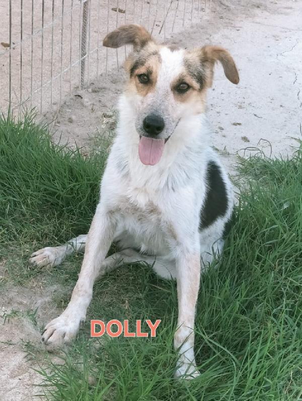 Una Mamma Per Dolly