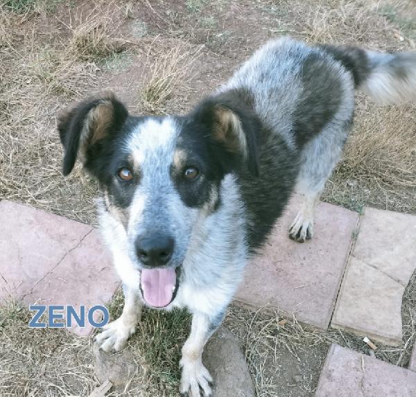 Una Mamma Per Zeno