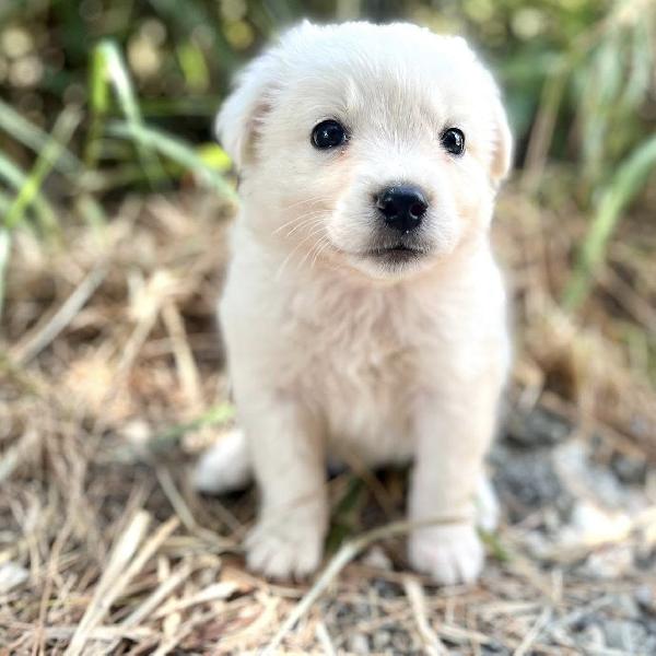 Adozione ice dolce cucciolo 2 mesi tg medio piccola Foto 2
