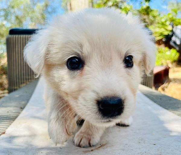 Adozione ice dolce cucciolo 2 mesi tg medio piccola Foto 3