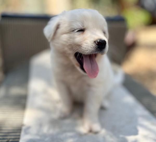 Adozione ice dolce cucciolo 2 mesi tg medio piccola Foto 4