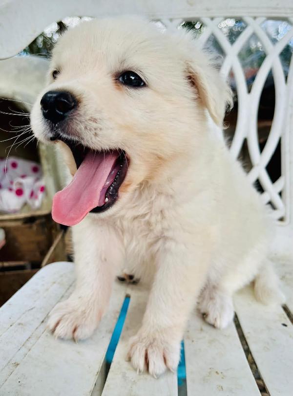 Adozione ice dolce cucciolo 2 mesi tg medio piccola Foto 5