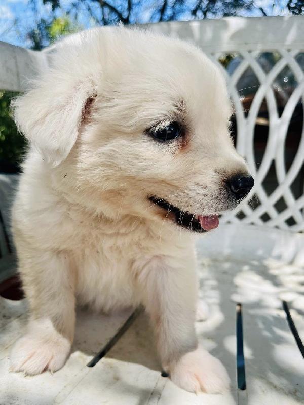 Adozione ice dolce cucciolo 2 mesi tg medio piccola Foto 6