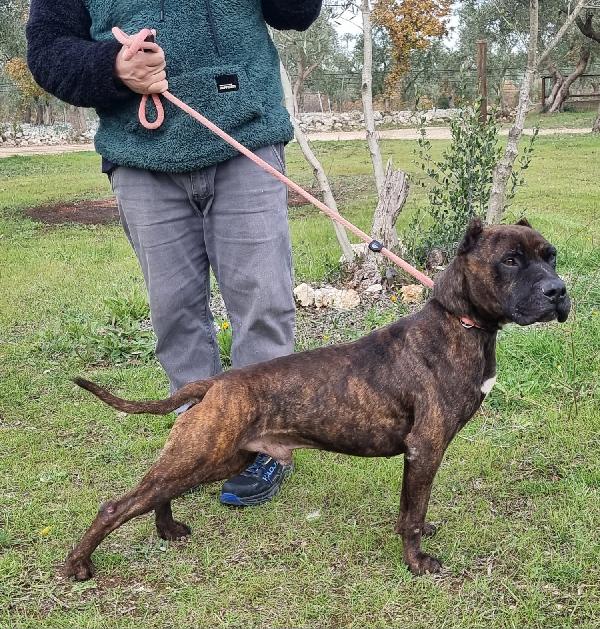 Emir Cerca Famiglia. Info Monica 3890238584