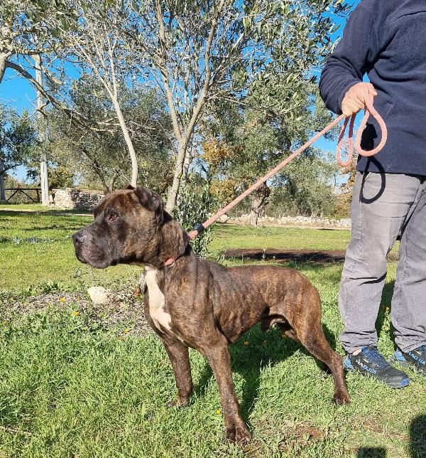 Emir Cerca Famiglia. Info Monica 3890238584 Foto 3