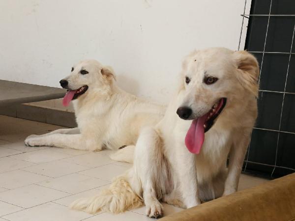 Aria Ed Aurora Dolci Sorelle Cercano Famiglie 