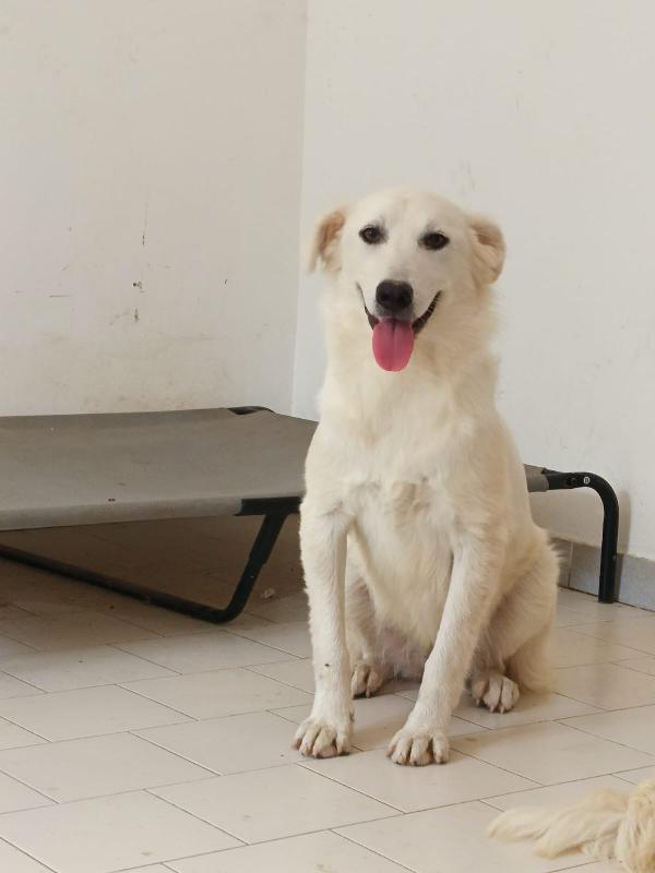 Aria Ed Aurora Dolci Sorelle Cercano Famiglie  Foto 3