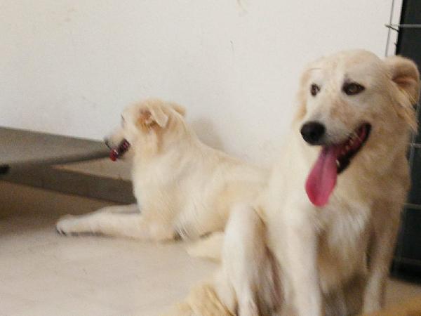 Aria Ed Aurora Dolci Sorelle Cercano Famiglie  Foto 4