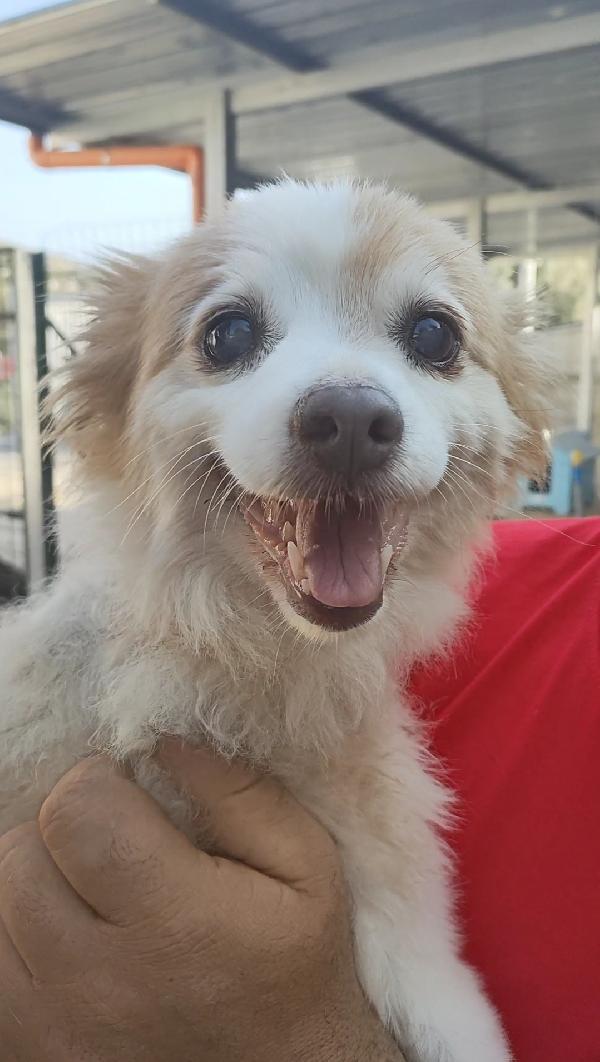 Naná 8 Anni, 8 Kg. Cerca Famiglia
