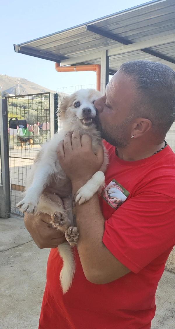 Naná 8 anni, 8 kg. cerca famiglia Foto 3