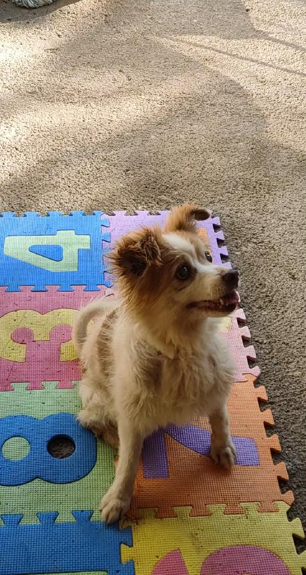 Naná 8 anni, 8 kg. cerca famiglia Foto 4