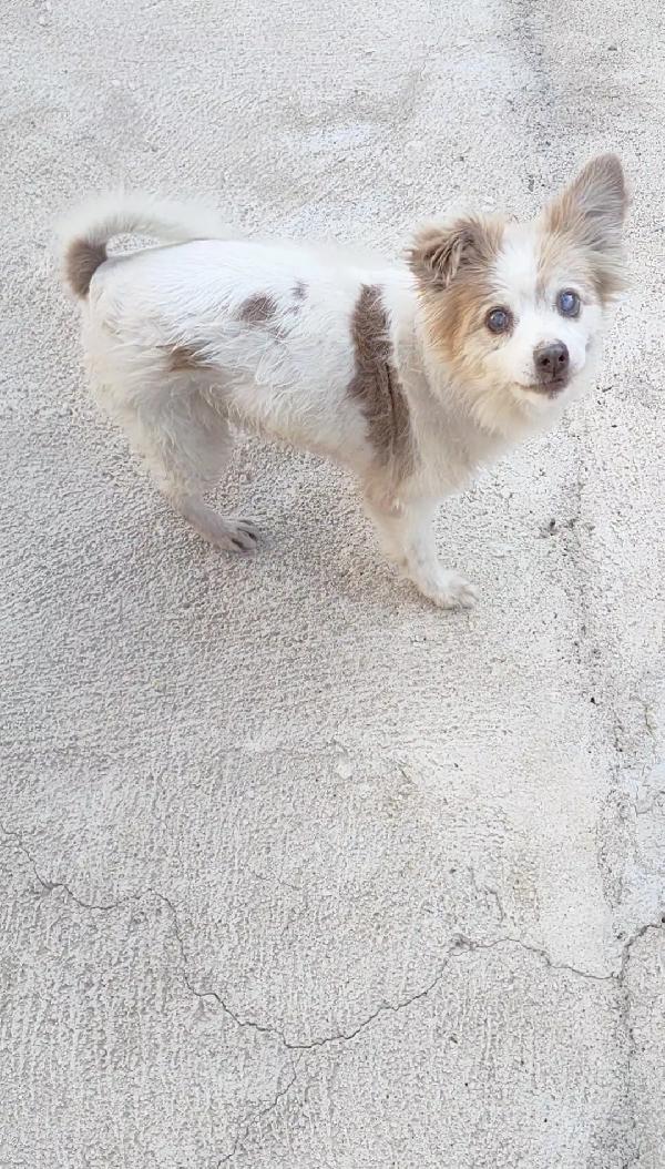Naná 8 anni, 8 kg. cerca famiglia Foto 6