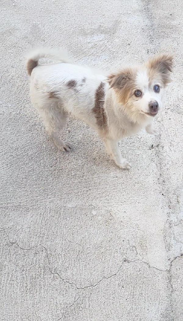Naná 8 anni, 8 kg. cerca famiglia Foto 7