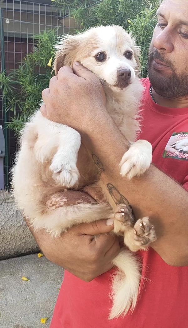 Naná 8 anni, 8 kg. cerca famiglia Foto 8
