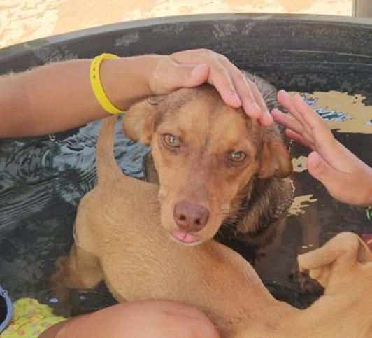 Lupo: cucciolotto taglia piccola socievole con tutti  Foto 2