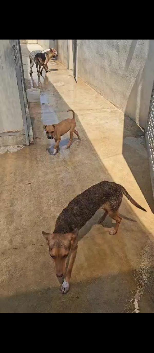 Lupo: cucciolotto taglia piccola socievole con tutti  Foto 3