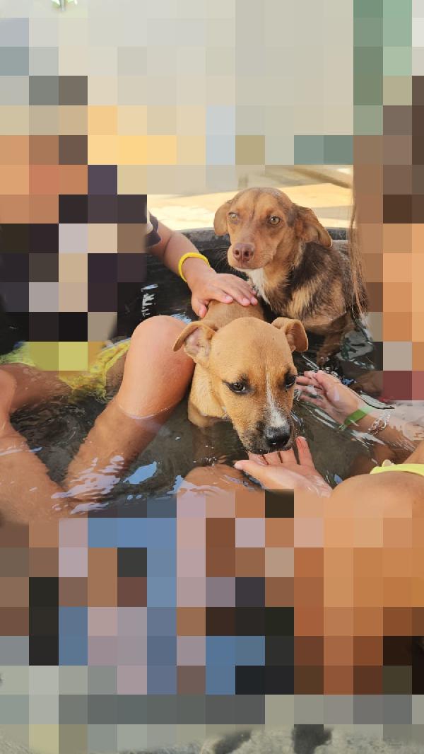 Lupo: cucciolotto taglia piccola socievole con tutti  Foto 4