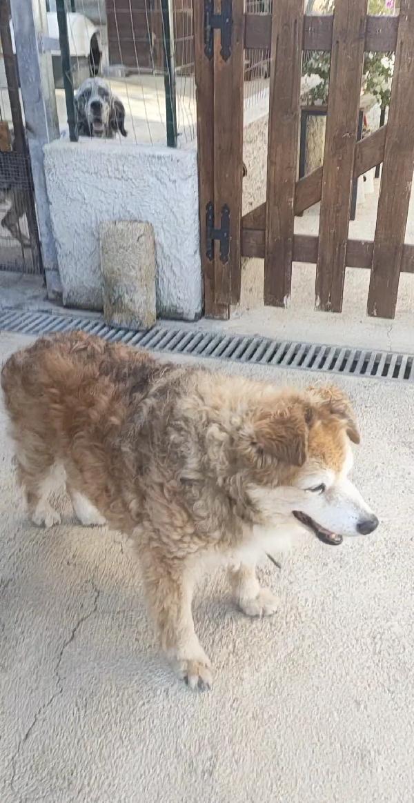 Ricciolina 13 anni  Foto 5