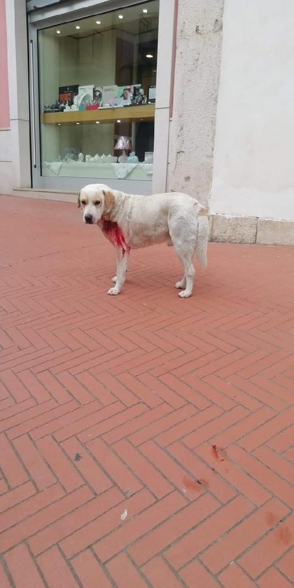 Osvaldo Simil Labrador