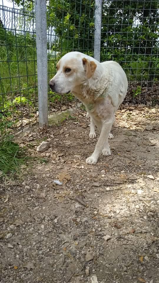 Osvaldo simil labrador Foto 4