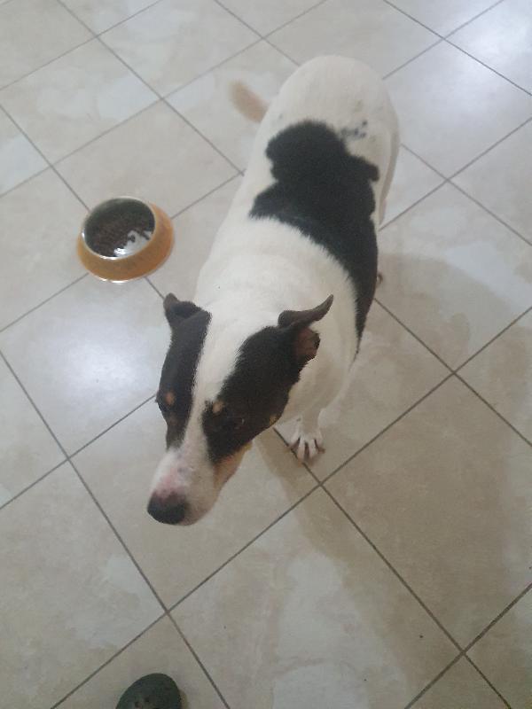 Stella