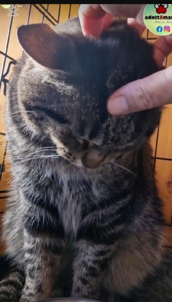 Micio tigrato adulto FIV+ ROMA URGENTE AIUTO Foto 2