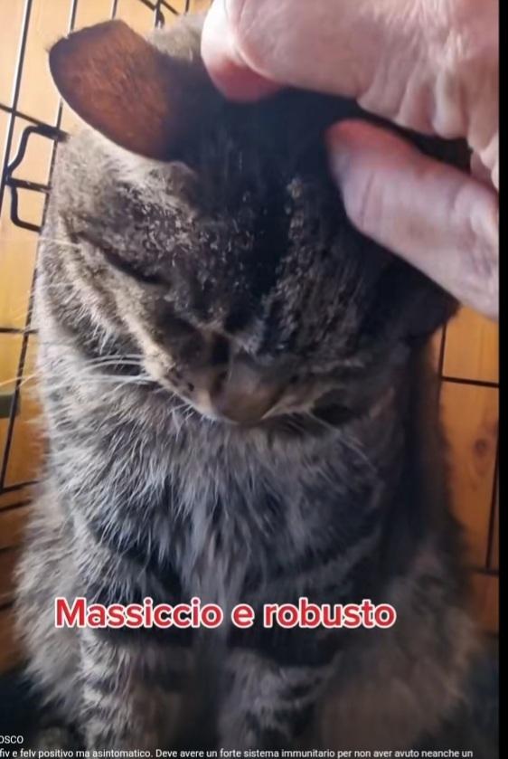 Micio tigrato adulto FIV+ ROMA URGENTE AIUTO Foto 3