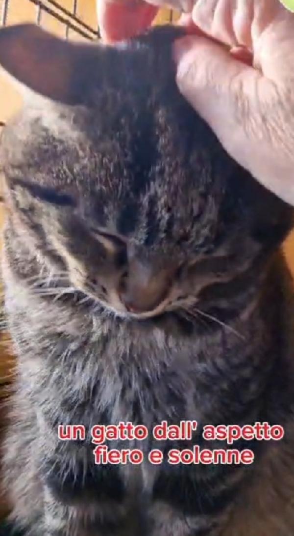 Micio tigrato adulto FIV+ ROMA URGENTE AIUTO Foto 4