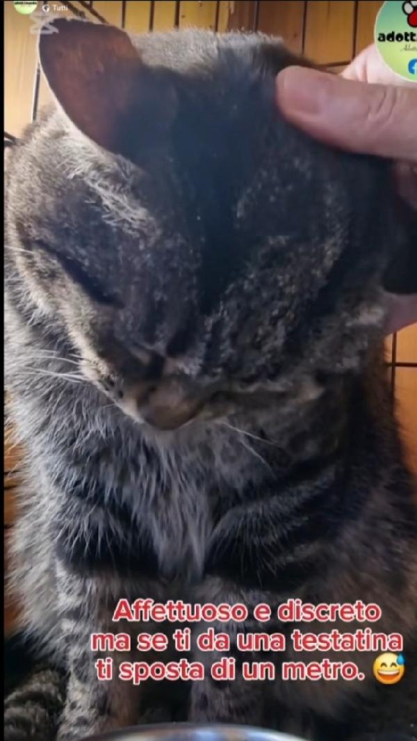 Micio tigrato adulto FIV+ ROMA URGENTE AIUTO Foto 5