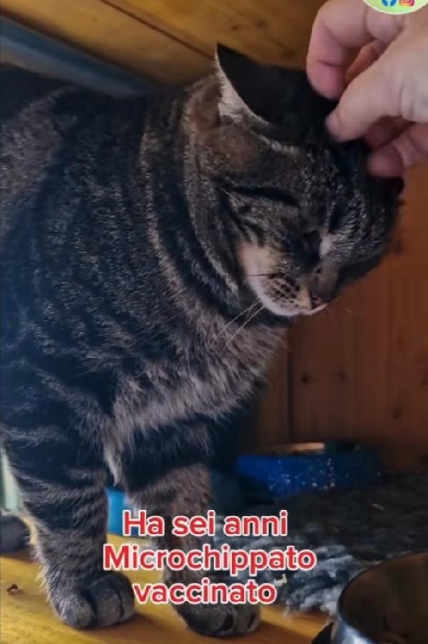 Micio tigrato adulto FIV+ ROMA URGENTE AIUTO Foto 6