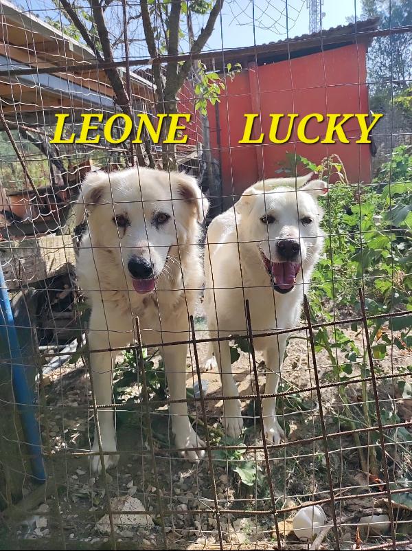 Lucky E Leone