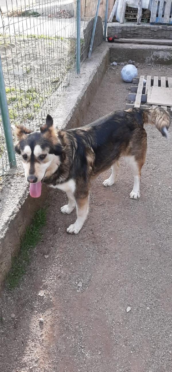 Lara Simil Husky