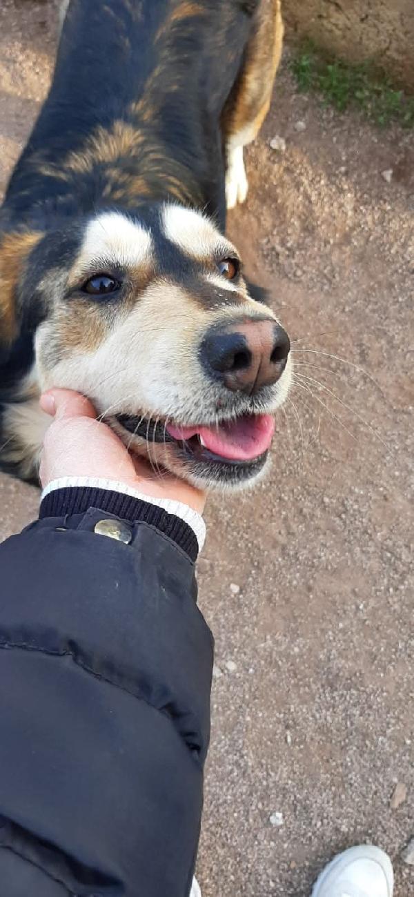 LARA SIMIL HUSKY Foto 2