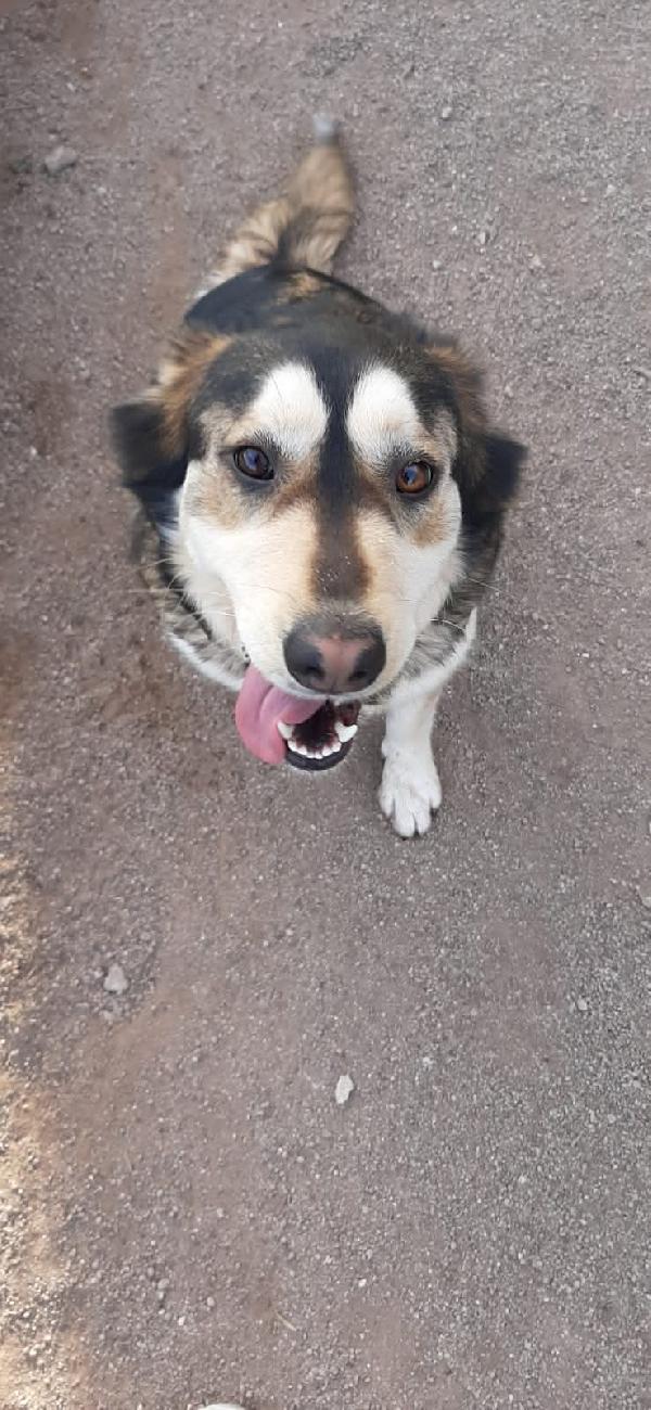 LARA SIMIL HUSKY Foto 4