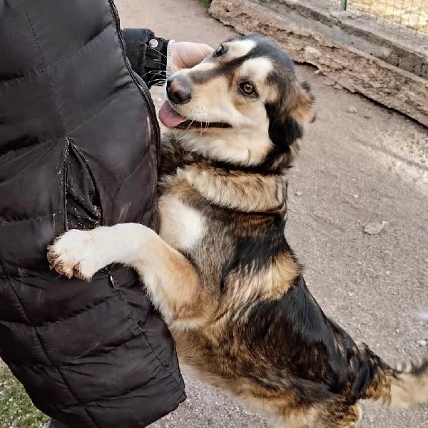 LARA SIMIL HUSKY Foto 5