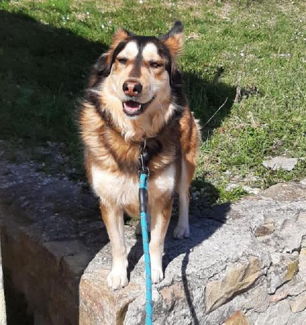LARA SIMIL HUSKY Foto 6
